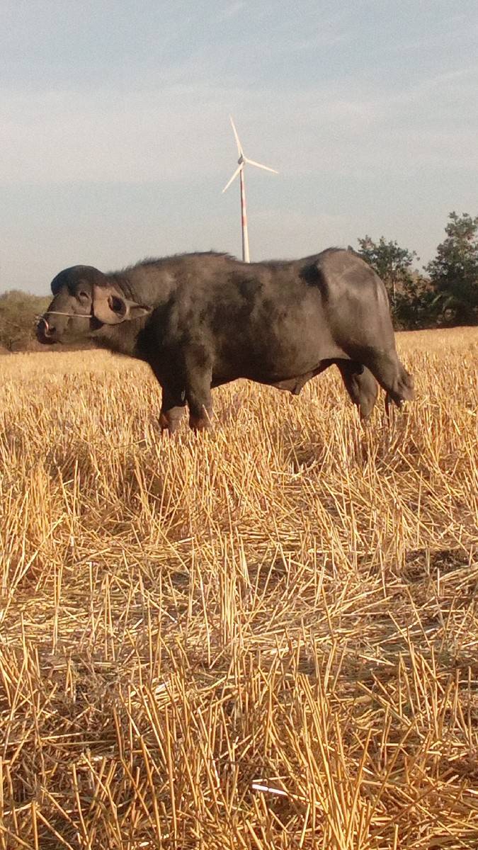 પાડો વેચવાનો છે