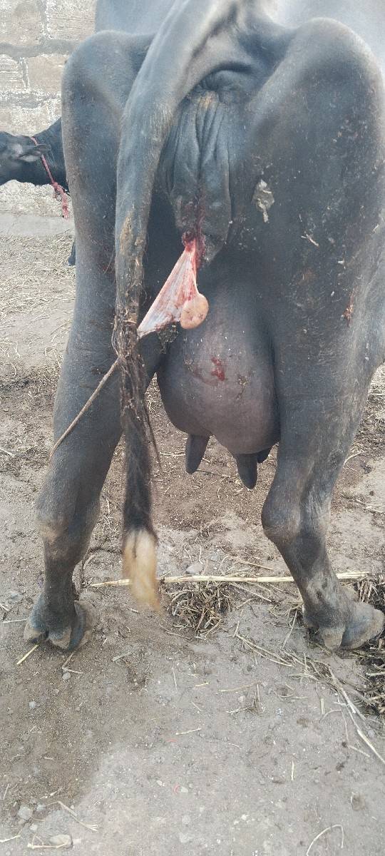 આજે વિયાણ સે