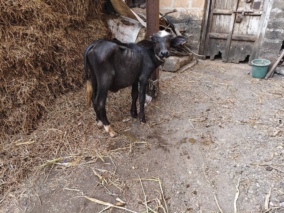 ભેંસ વેચવાની છે
