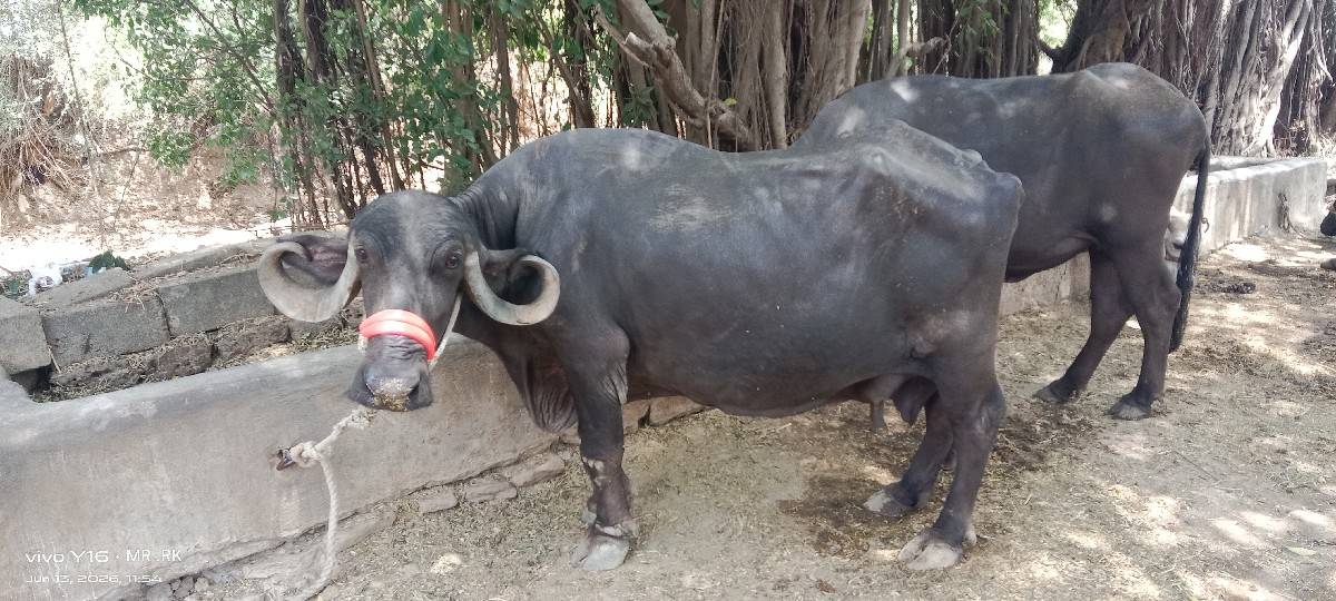 ભેંસ વેચવાની છે