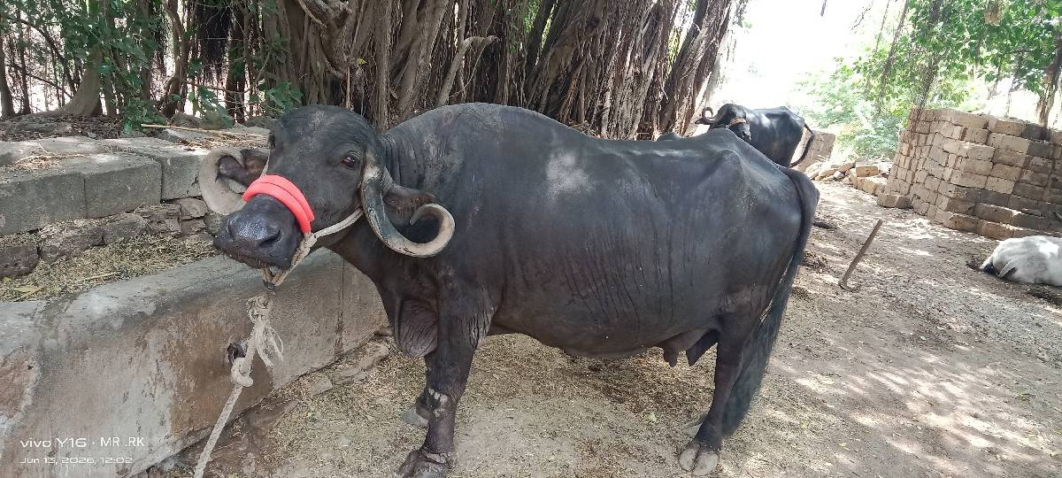 ભેંસ વેચવાની છે