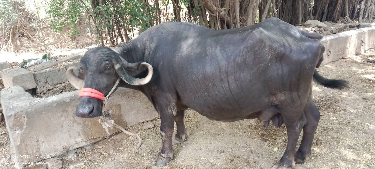 ભેંસ વેચવાની છે