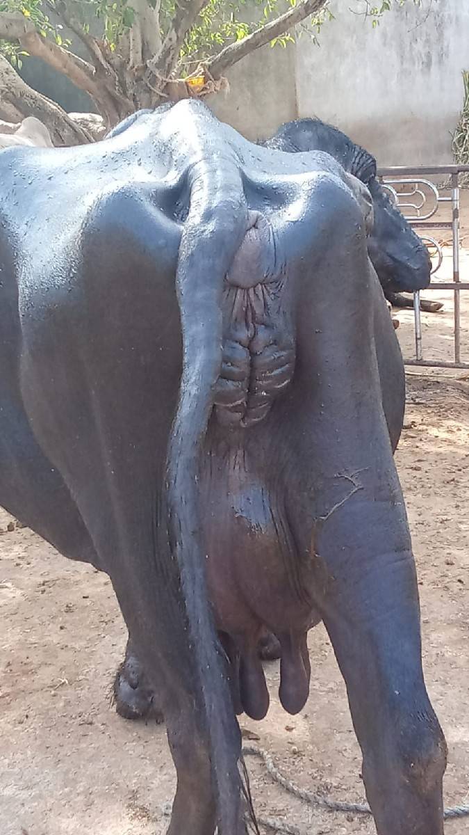 ભેસ વેચવાની છે