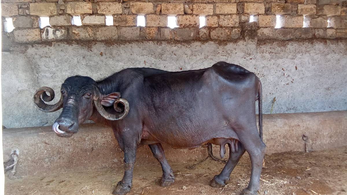 ભેસ વેચવાની છે