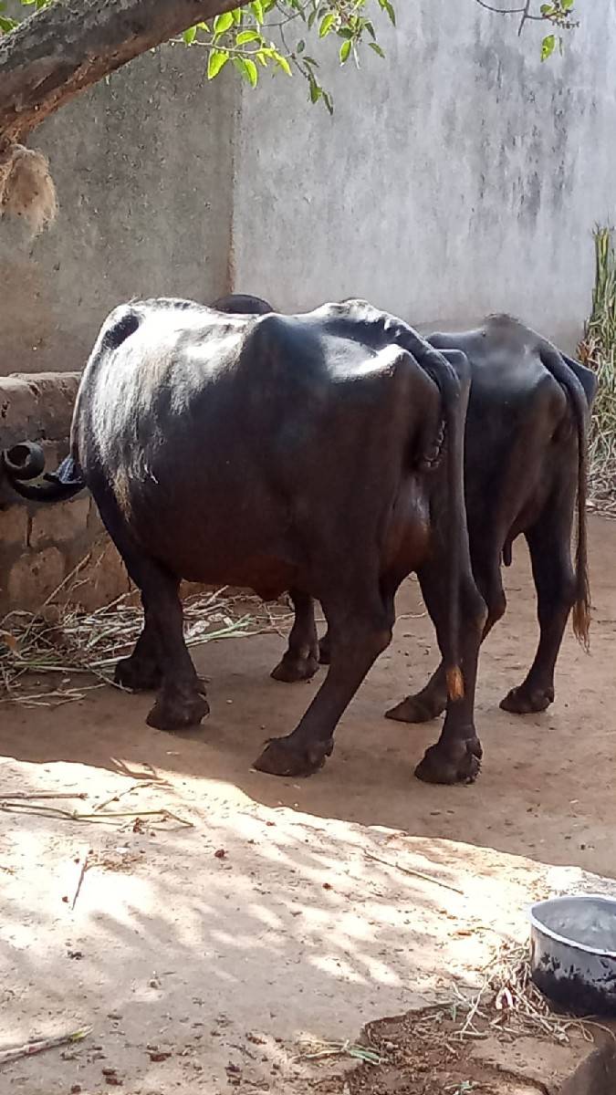 ભેસ વેચવાની છે