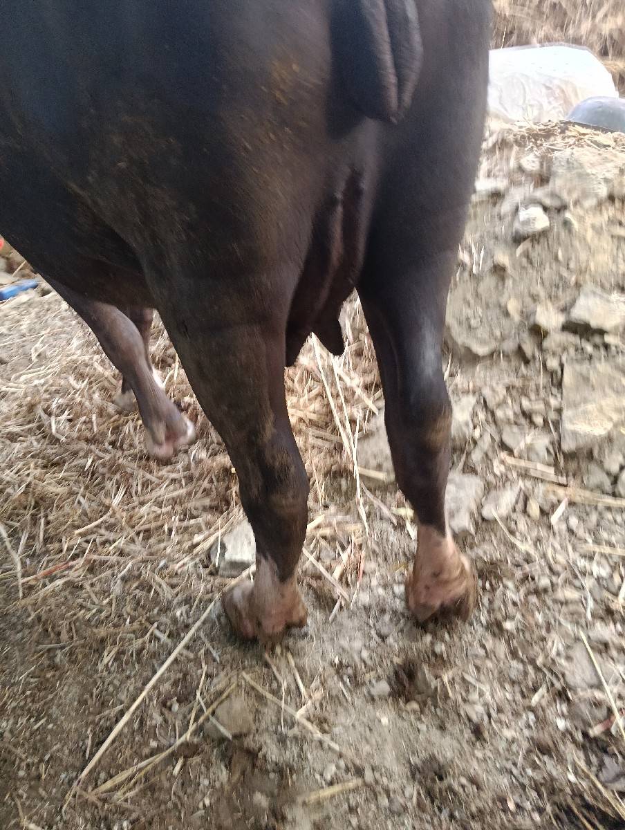 ભેંસ વેચવાની છે
