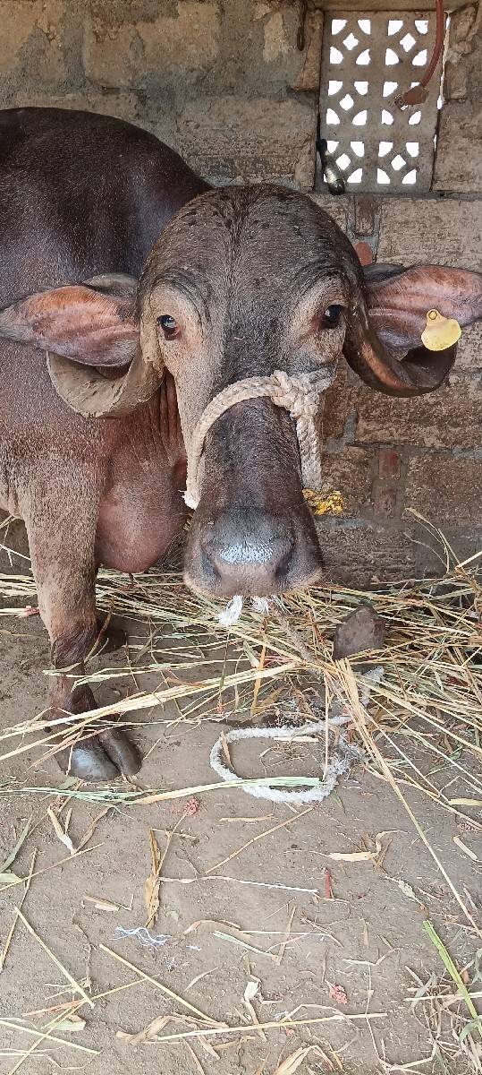 બીજુંવેત