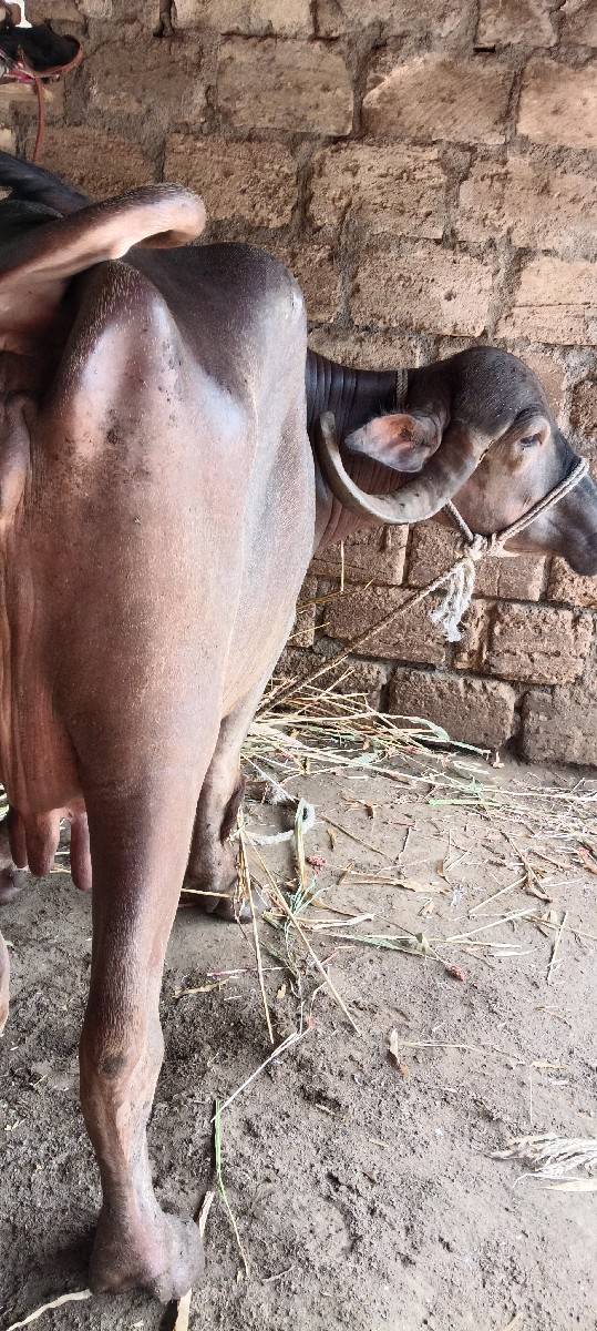 બીજુંવેત