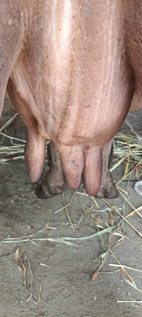 બીજુંવેત