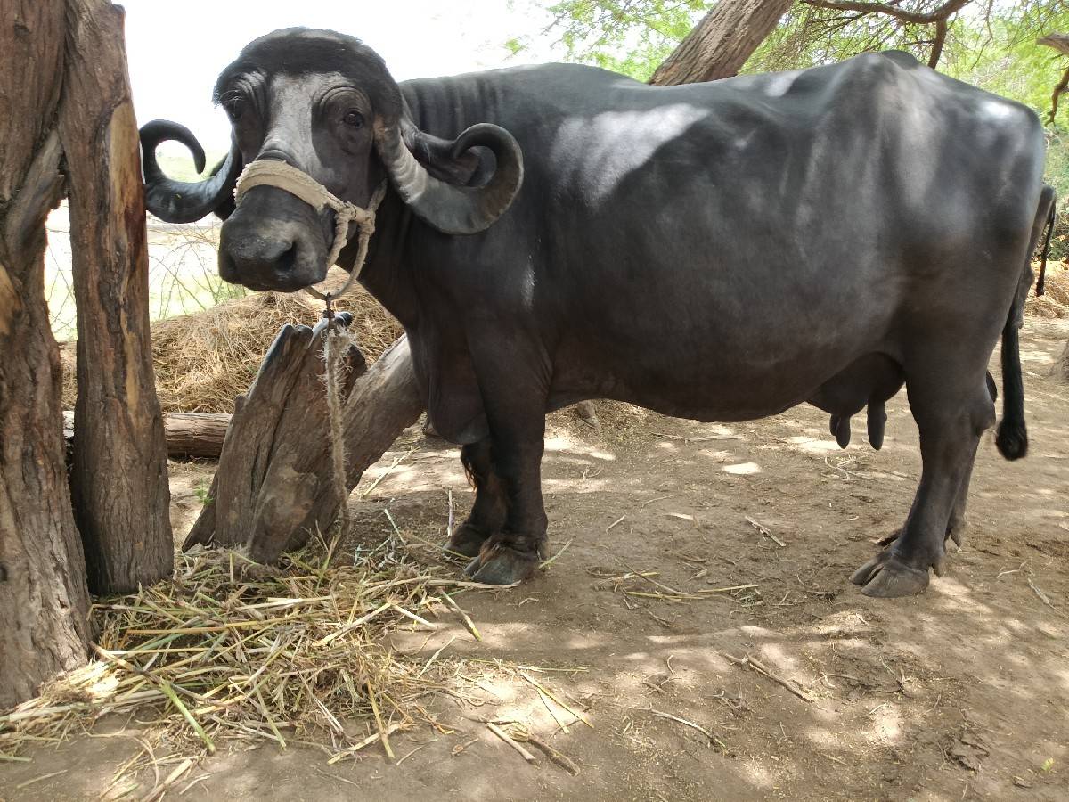 ભેંસ વેચવાની છે