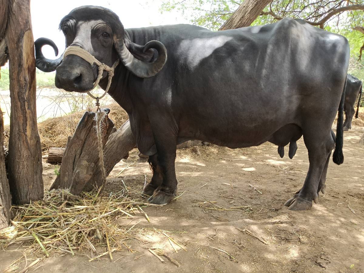 ભેંસ વેચવાની છે