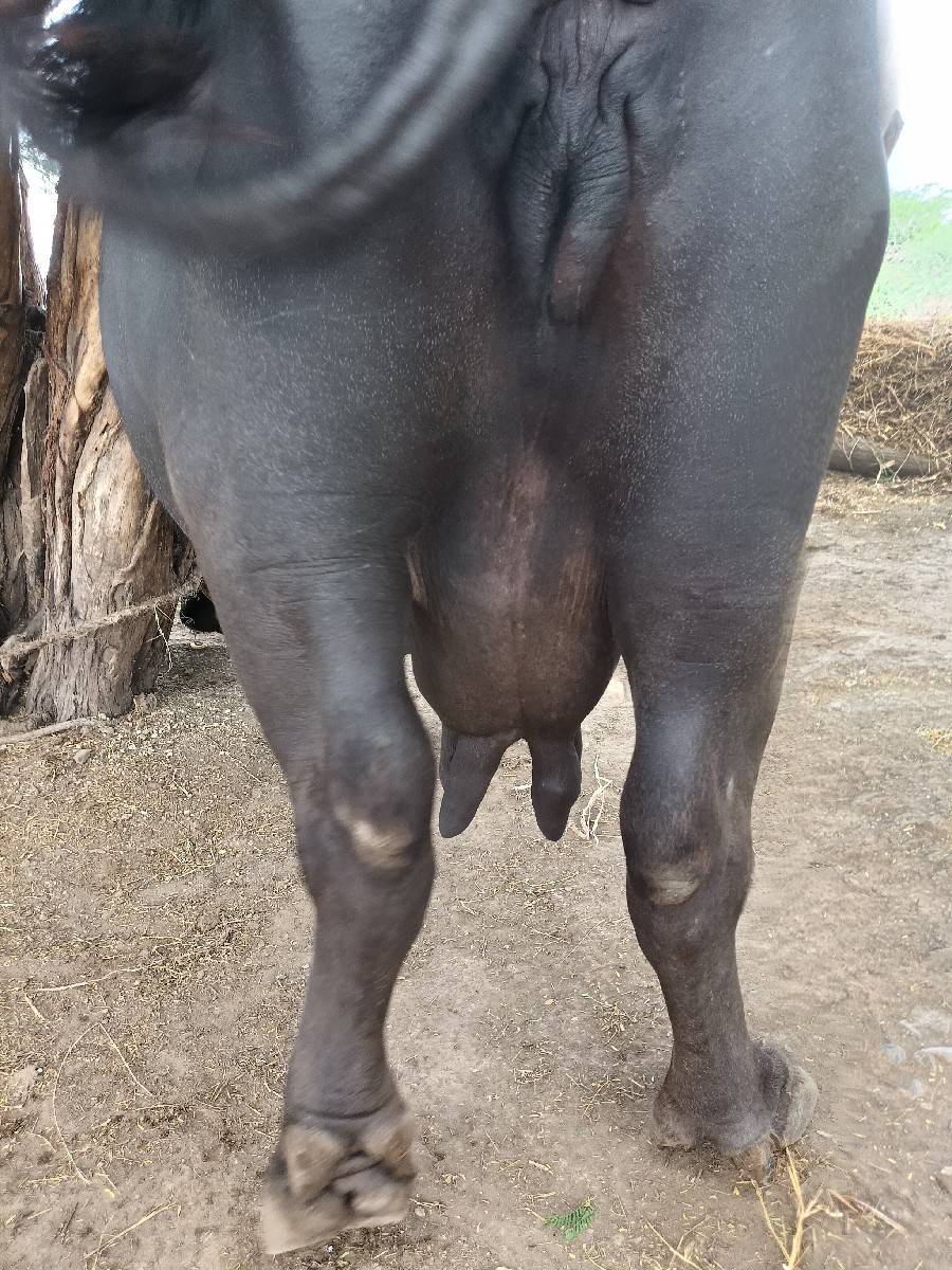 ભેંસ વેચવાની છે