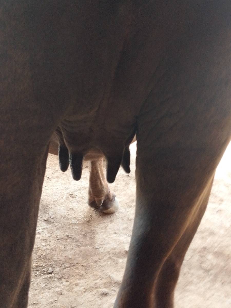 ખળેલી વેચવાની છે
