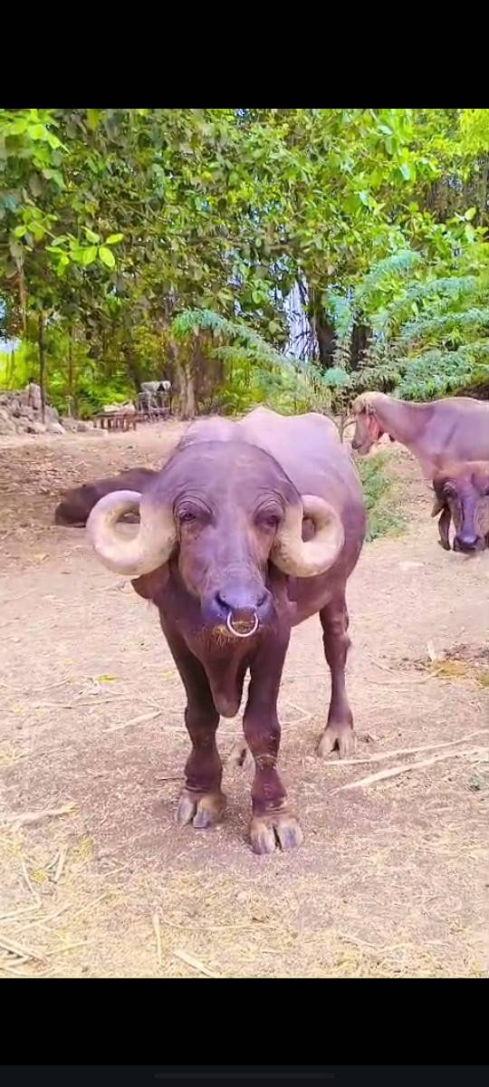 પાડો વેચવાનો છે