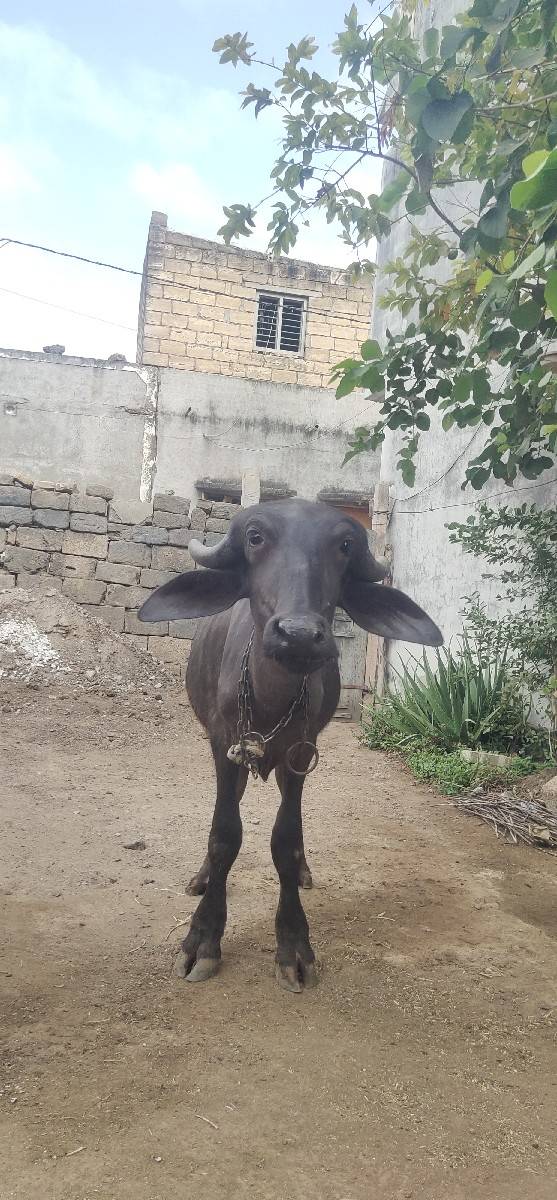 પાડી વેચવાની છે