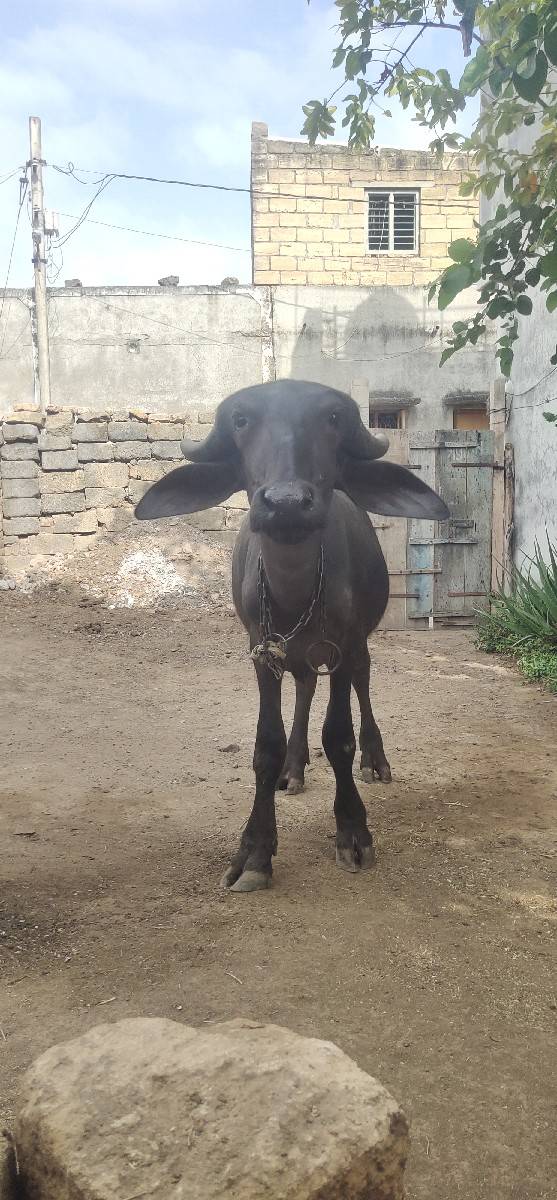પાડી વેચવાની છે