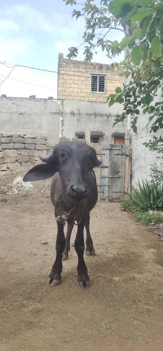 પાડી વેચવાની છે