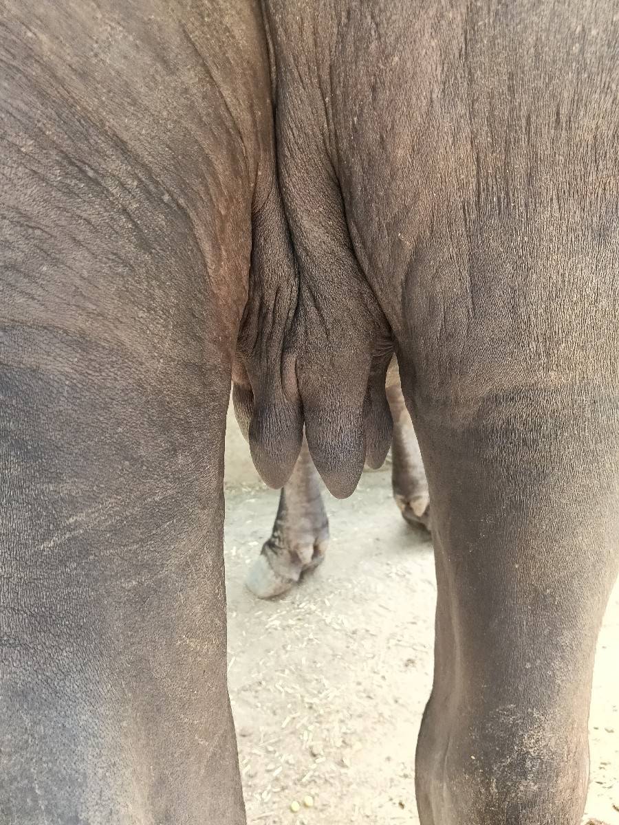 પેલું વેતર ખડાય