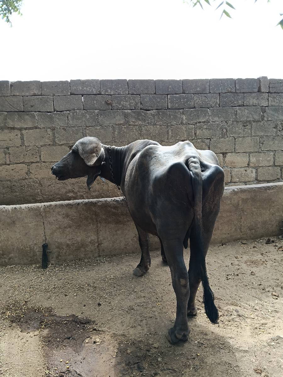 પેલું વેતર ખડાય