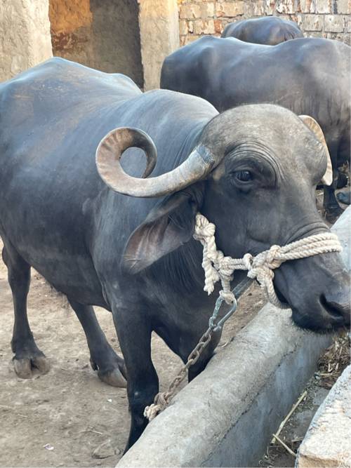 ભેંસ વેચવાની છે