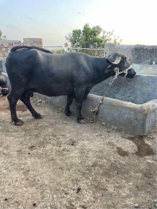 ભેંસ વેચવાની છે