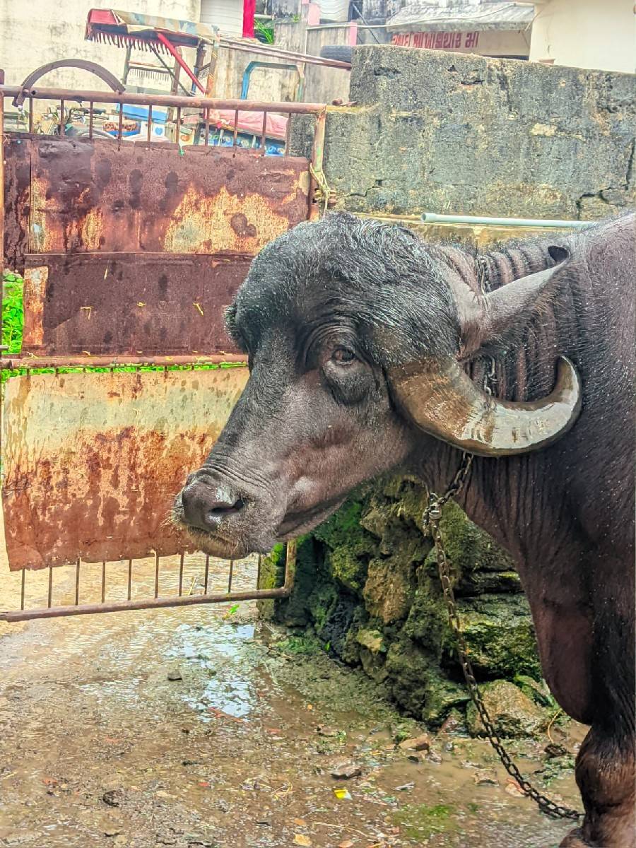 ભેંસ વેચવાની છે