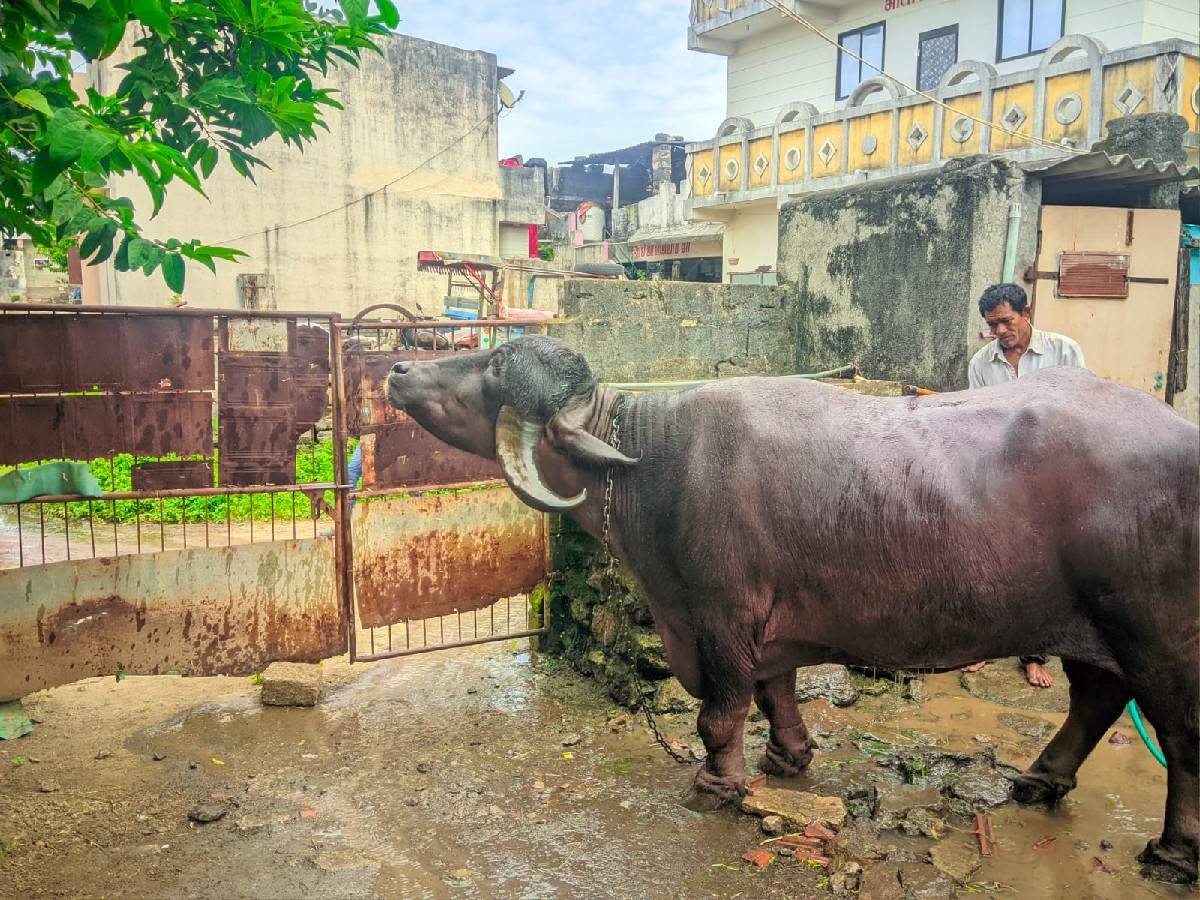 ભેંસ વેચવાની છે
