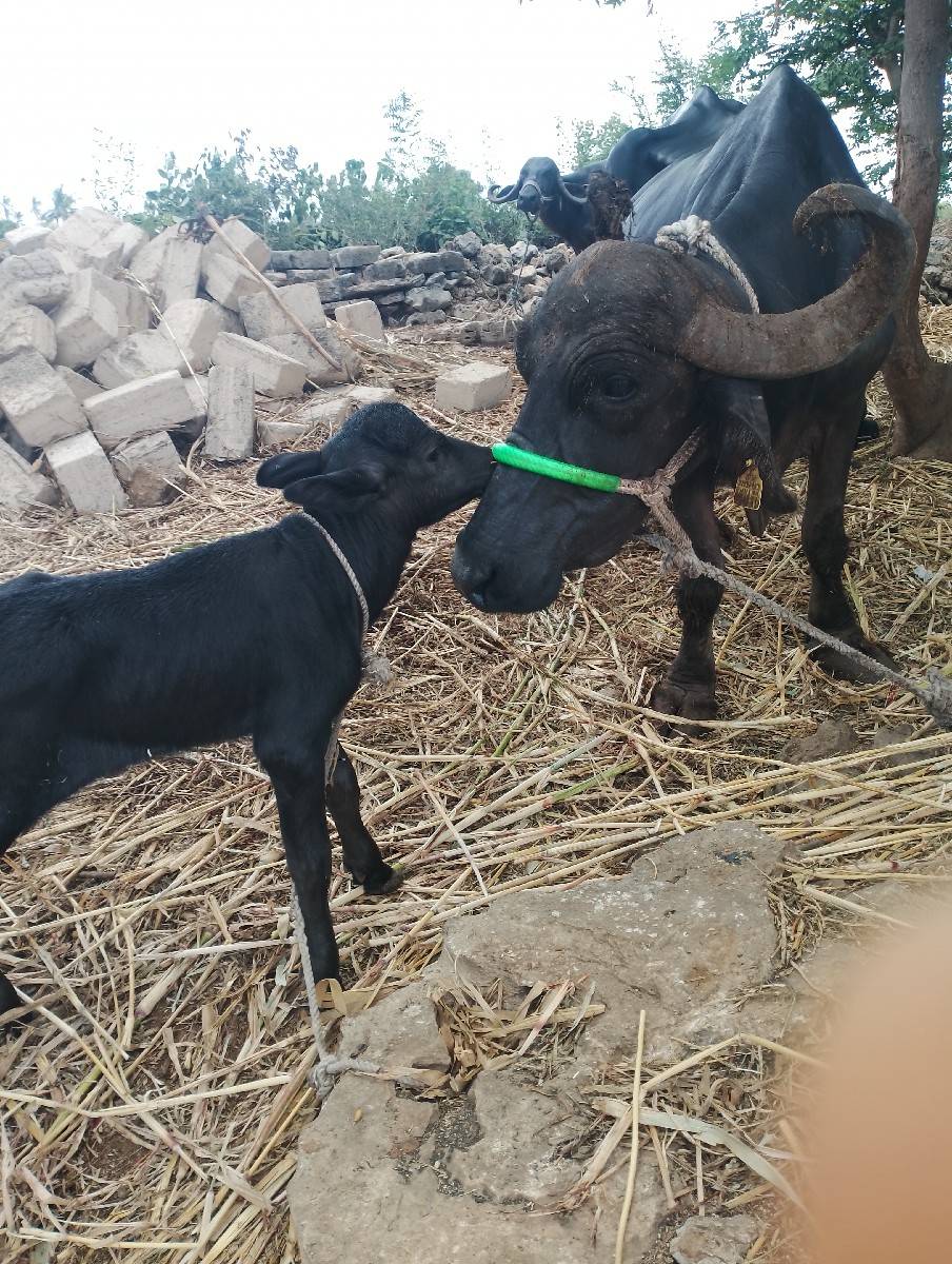 ભેંસ વેચવાની છે
