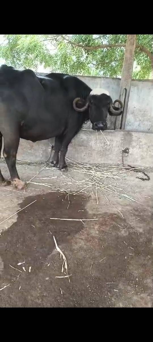 પેલું વેતર