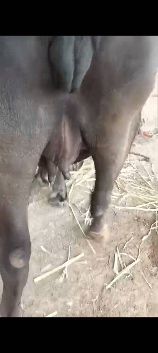 પેલું વેતર