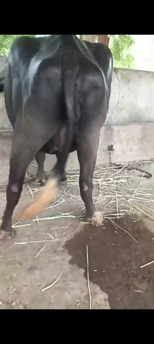 પેલું વેતર