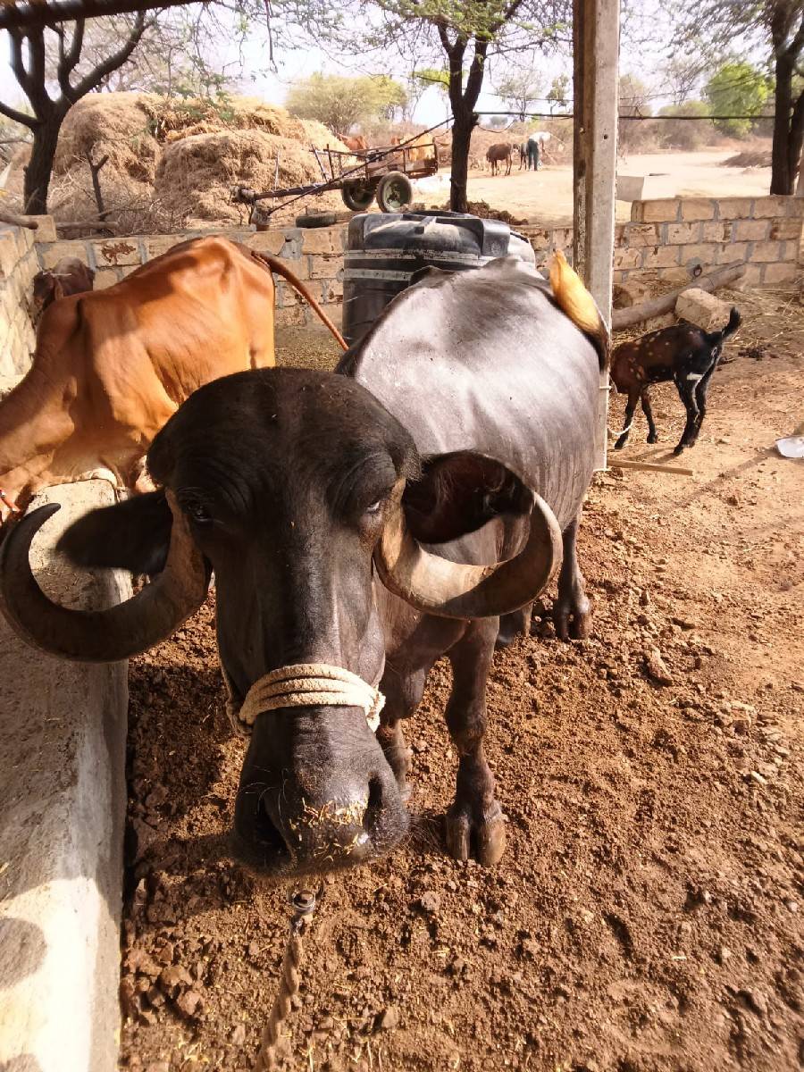 ભેંસ વેચવાની છે