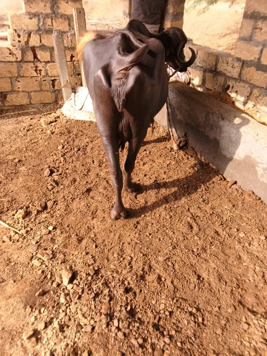 ભેંસ વેચવાની છે