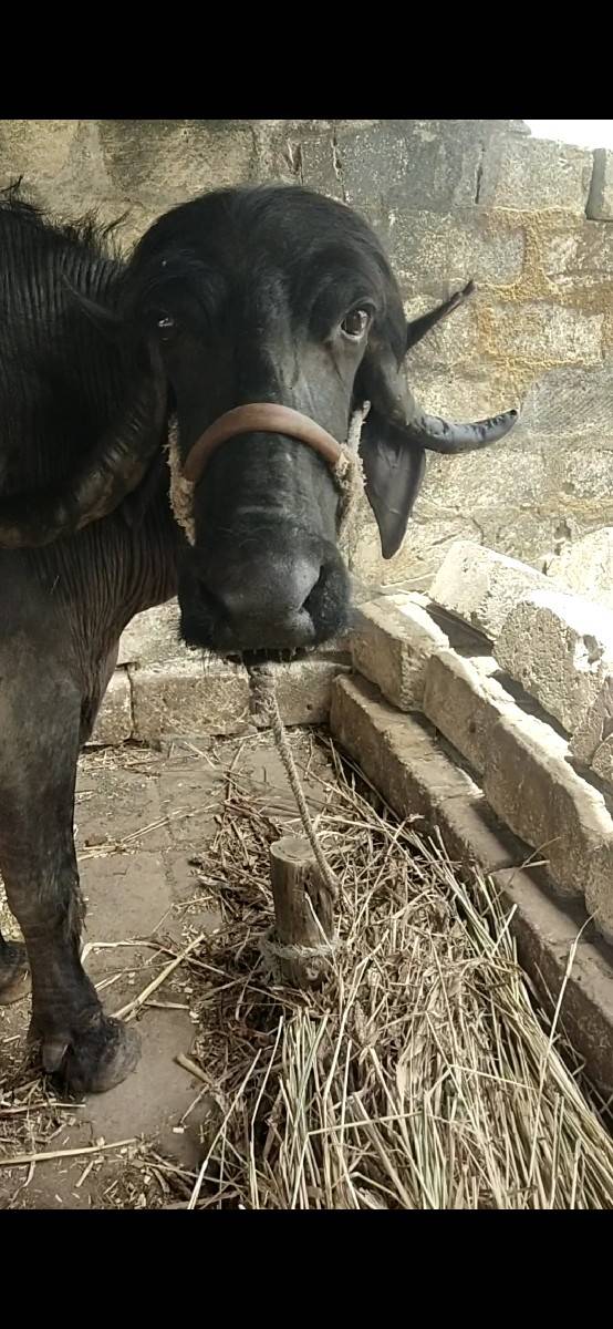 ભેંસ વેચવાની છે
