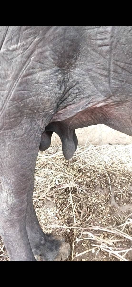 ભેંસ વેચવાની છે