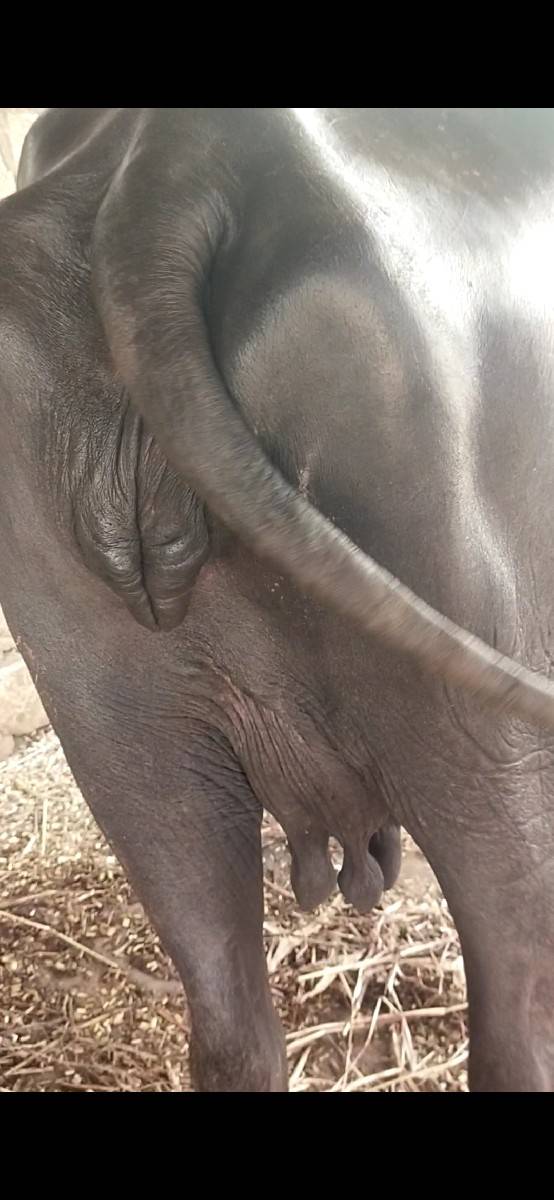 ભેંસ વેચવાની છે