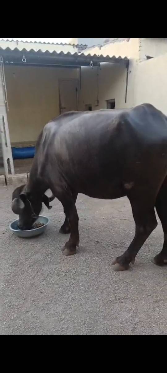 ખળેલી વેચવાની છે