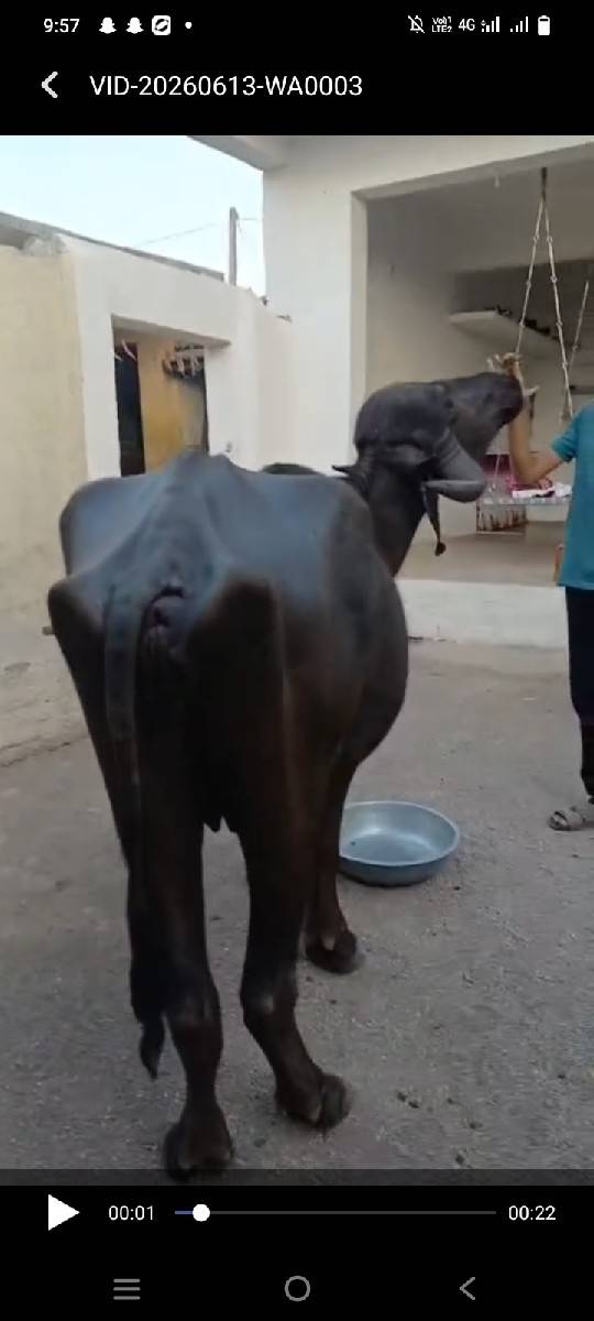 ખળેલી વેચવાની છે