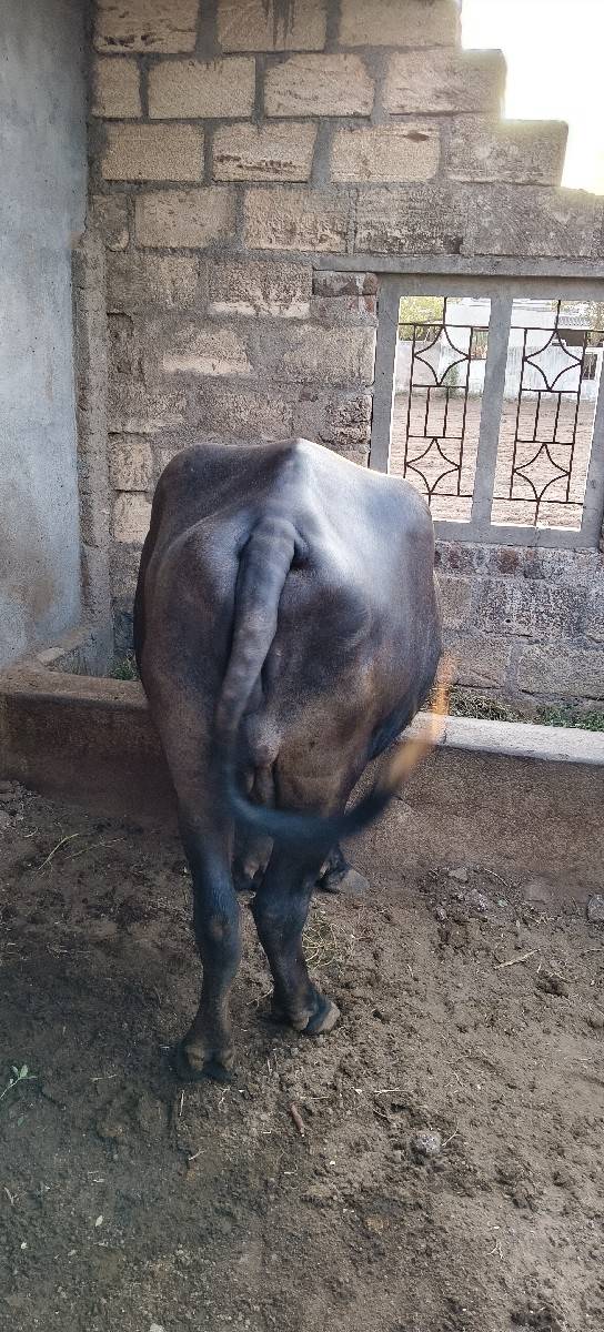 20 થી 25 દિવસની વાર છે