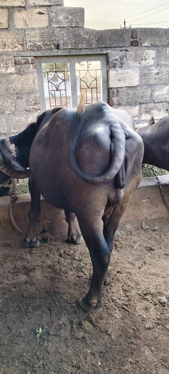 20 થી 25 દિવસની વાર છે