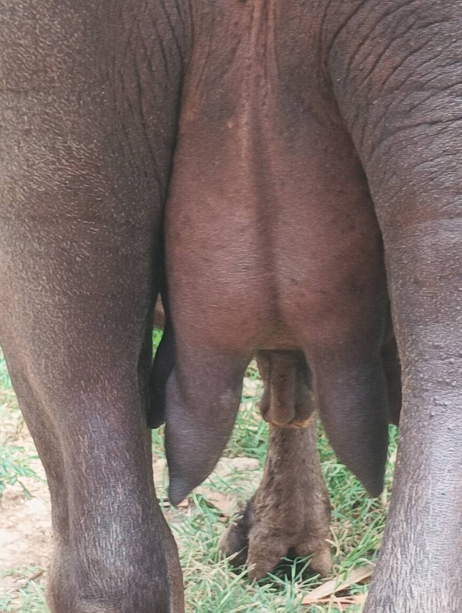 ભેસ વેચવાની છે
