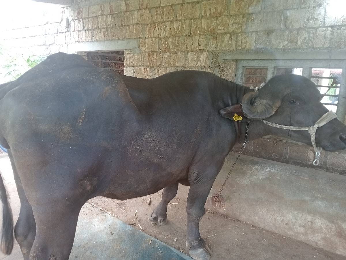 ભેસ વેચવાની છે