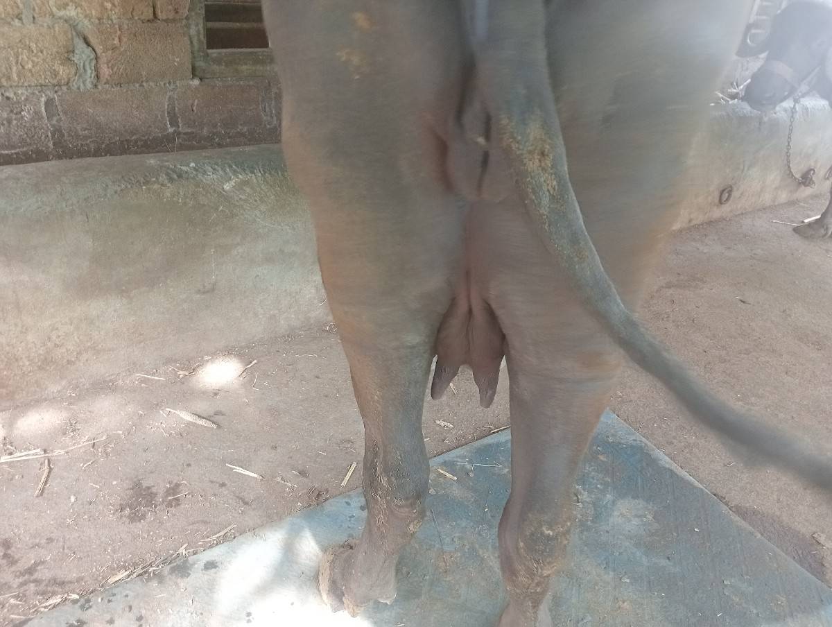 ભેસ વેચવાની છે