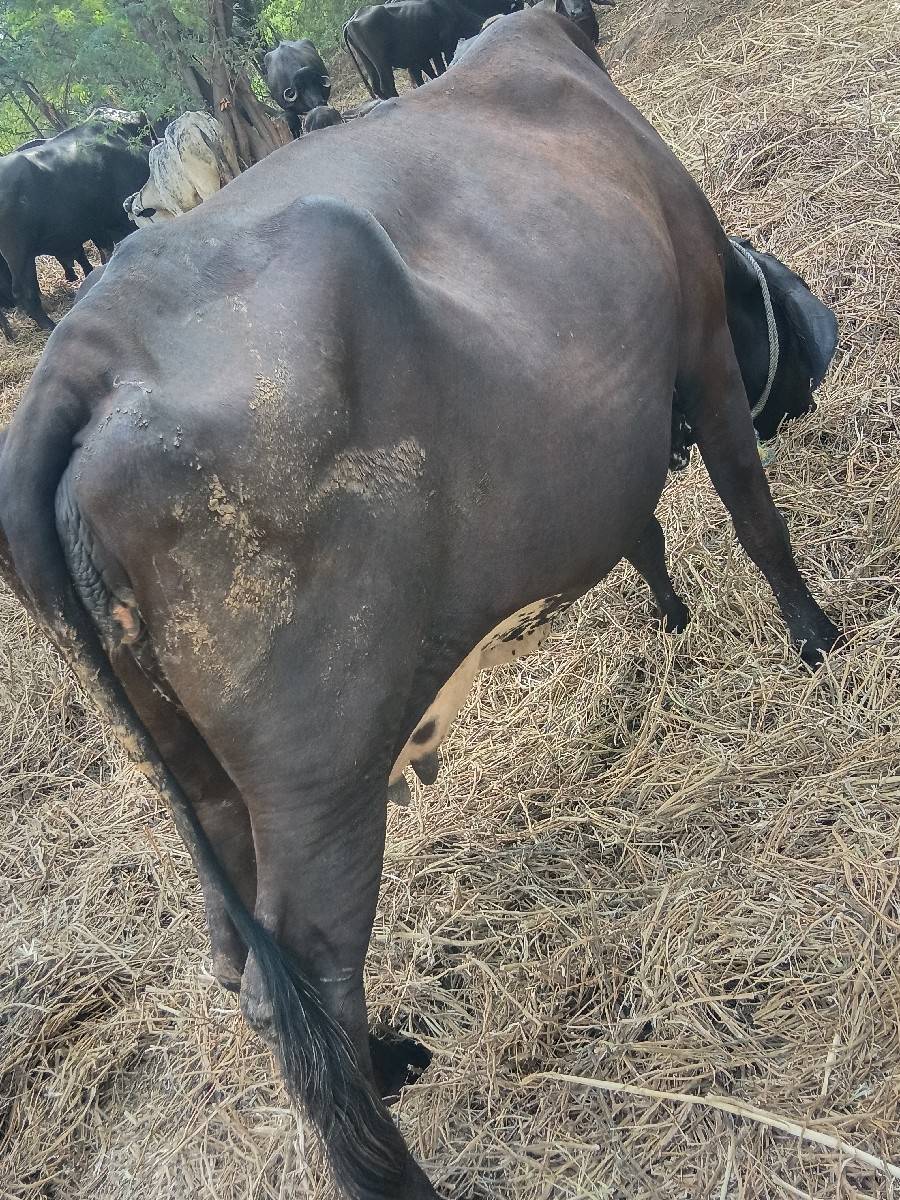 ગીર ક્રોસ ગાય વેચવાની છે