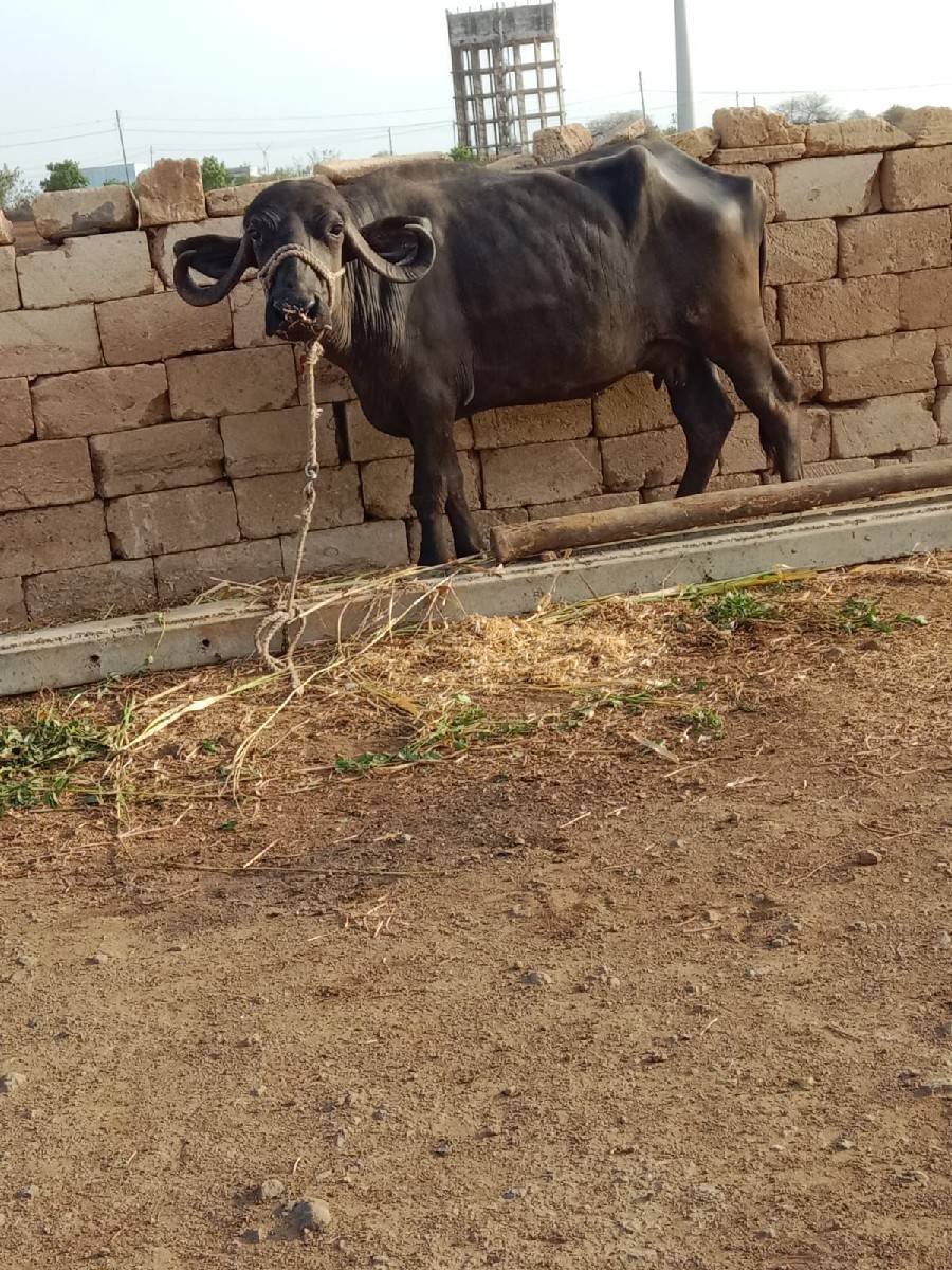 ભેંસ વેચવાની છે