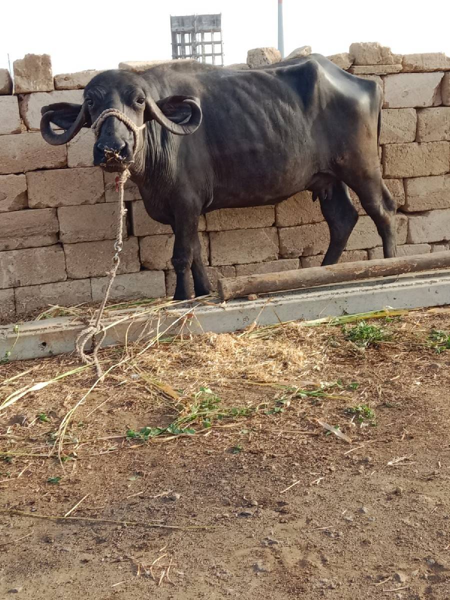 ભેંસ વેચવાની છે