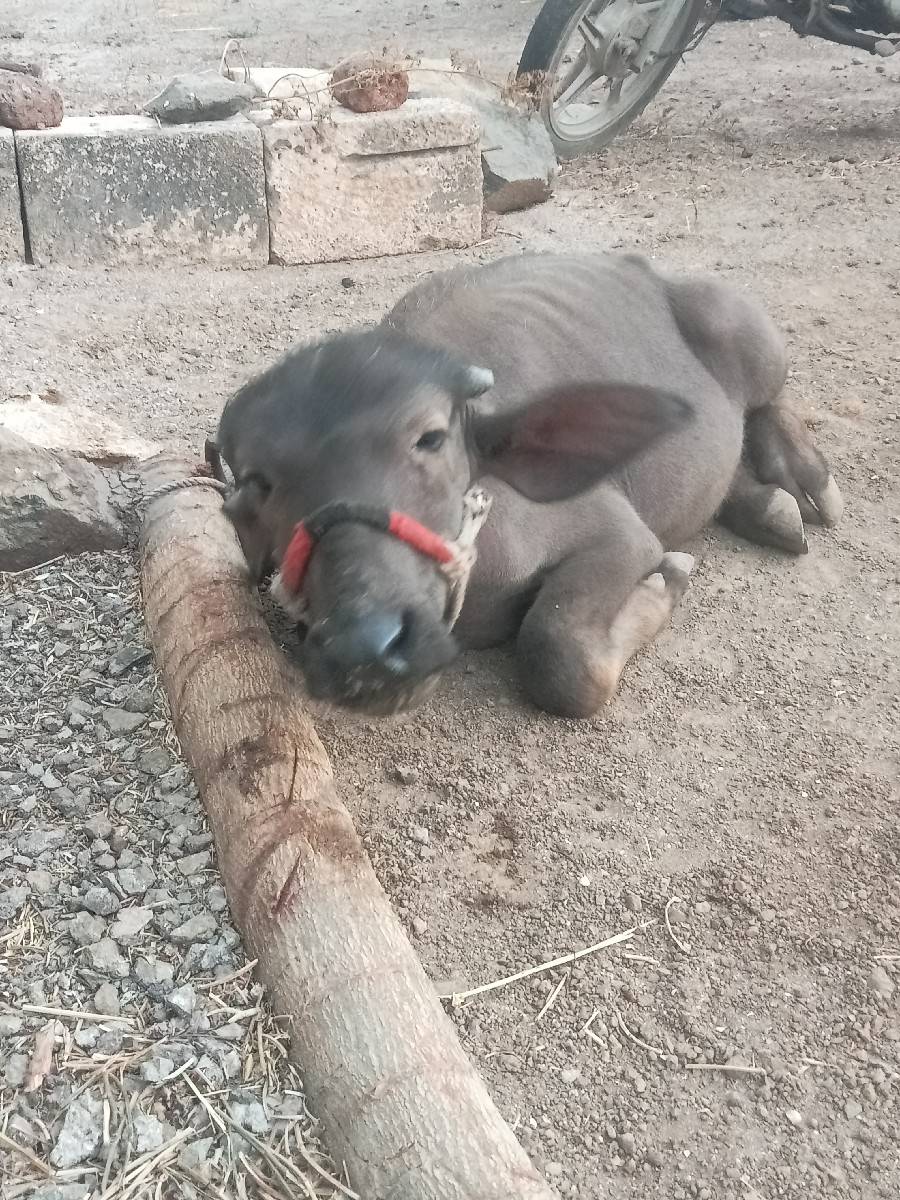 પાડી સાટા કરવા વેચાતી નથી દેવી