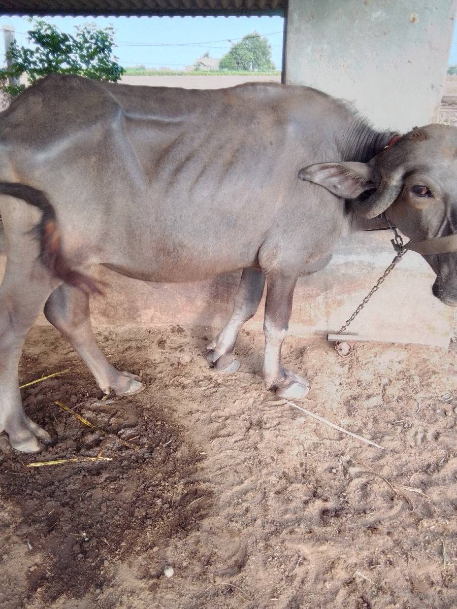 2 ખડેલા