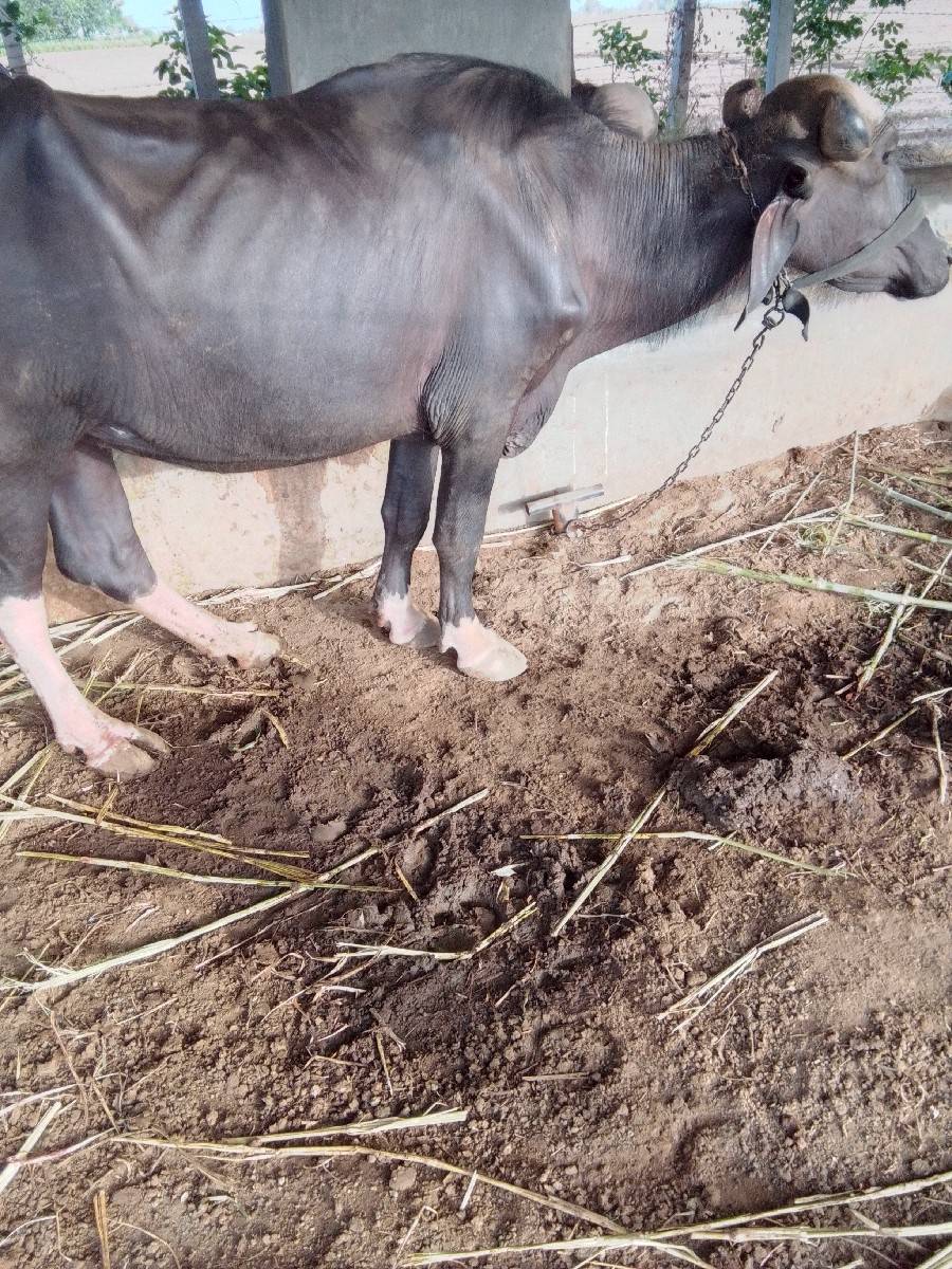 2 ખડેલા