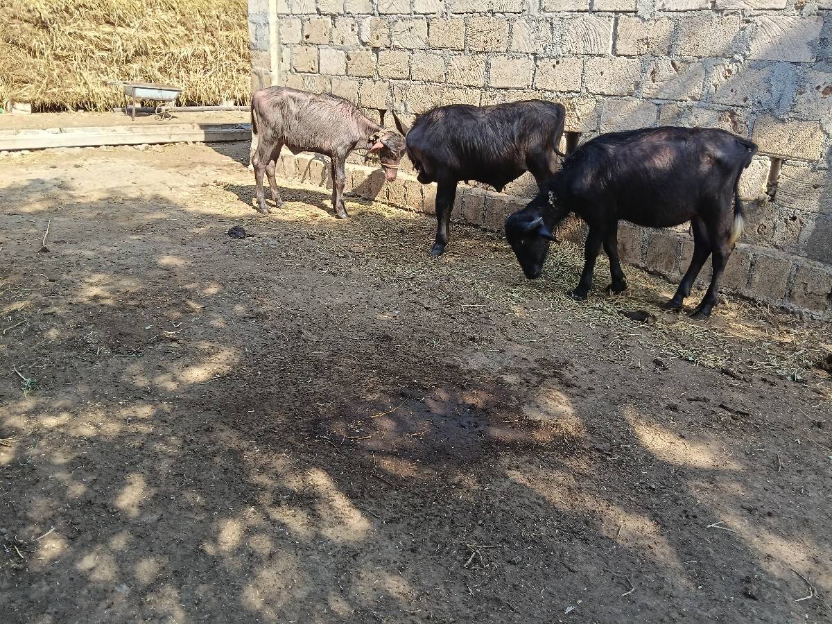 ભેંસ વેચવાની છે